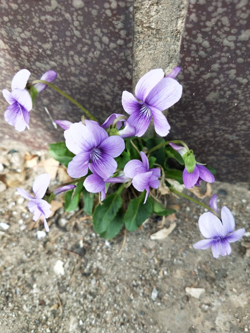 紫花地丁籽，紫花地丁，甜地丁