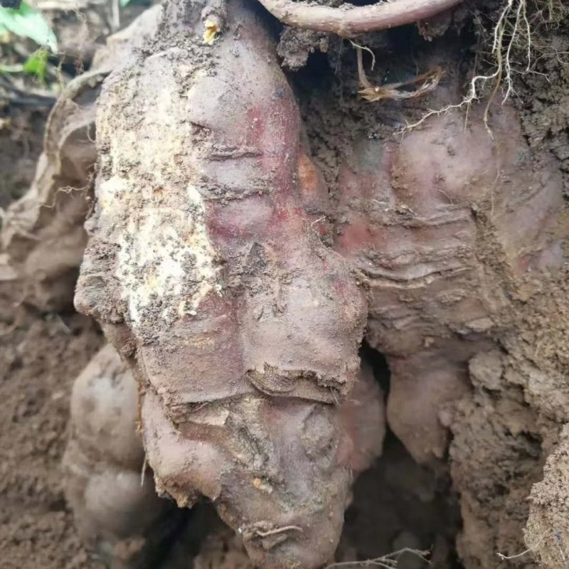 何首乌苗，又名地精，首乌。为廖科多年生草本植物。何首乌块