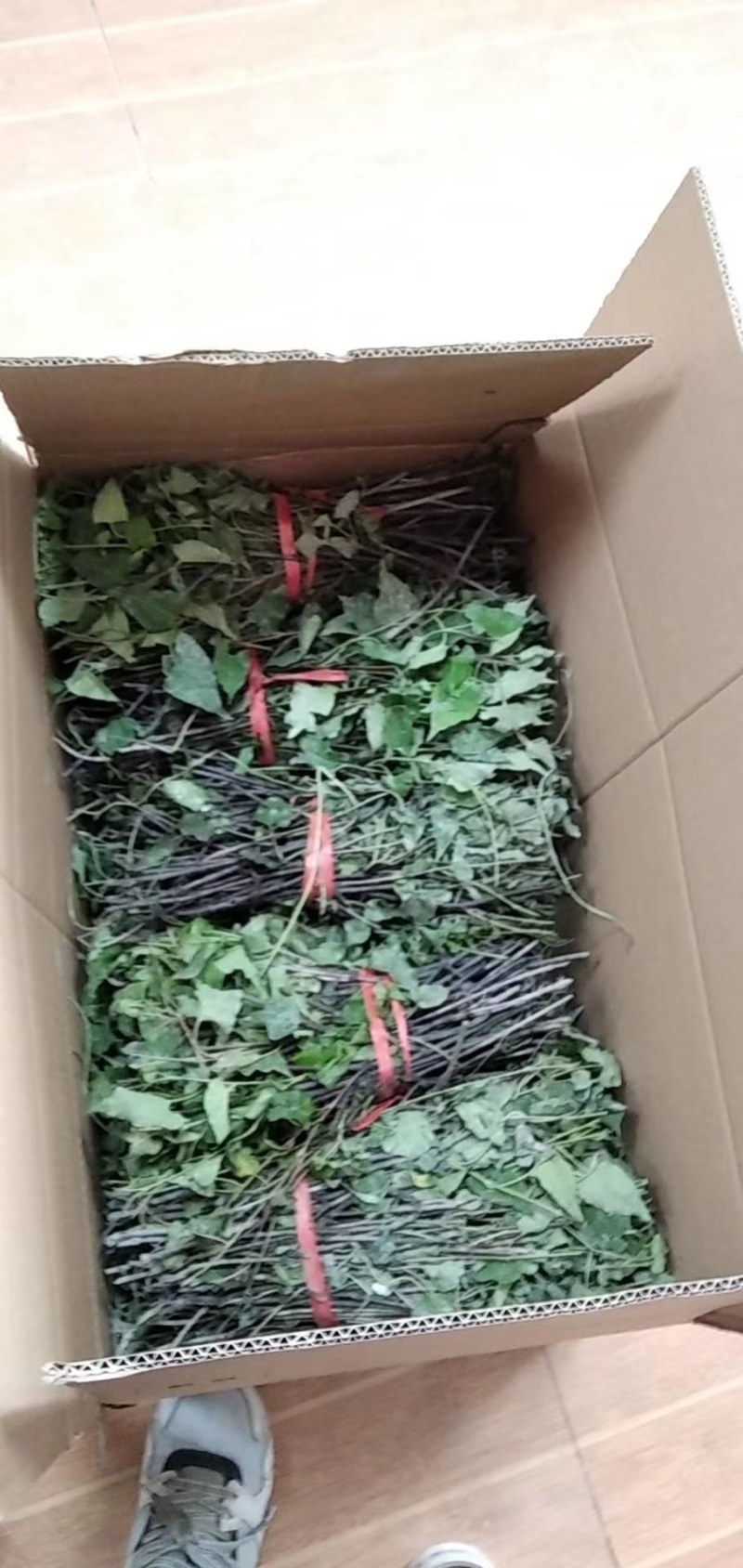 何首乌苗，又名地精，首乌。为廖科多年生草本植物。何首乌块