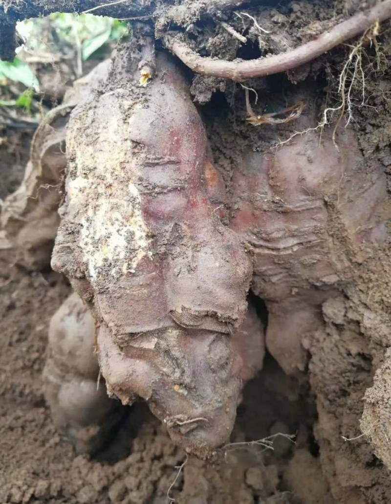 何首乌苗，又名地精，首乌。为廖科多年生草本植物。何首乌块