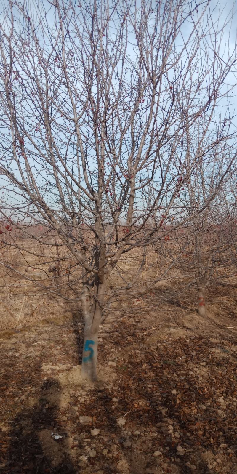 精品大叶垂丝海棠基地直销各种规格，欢迎前来选购