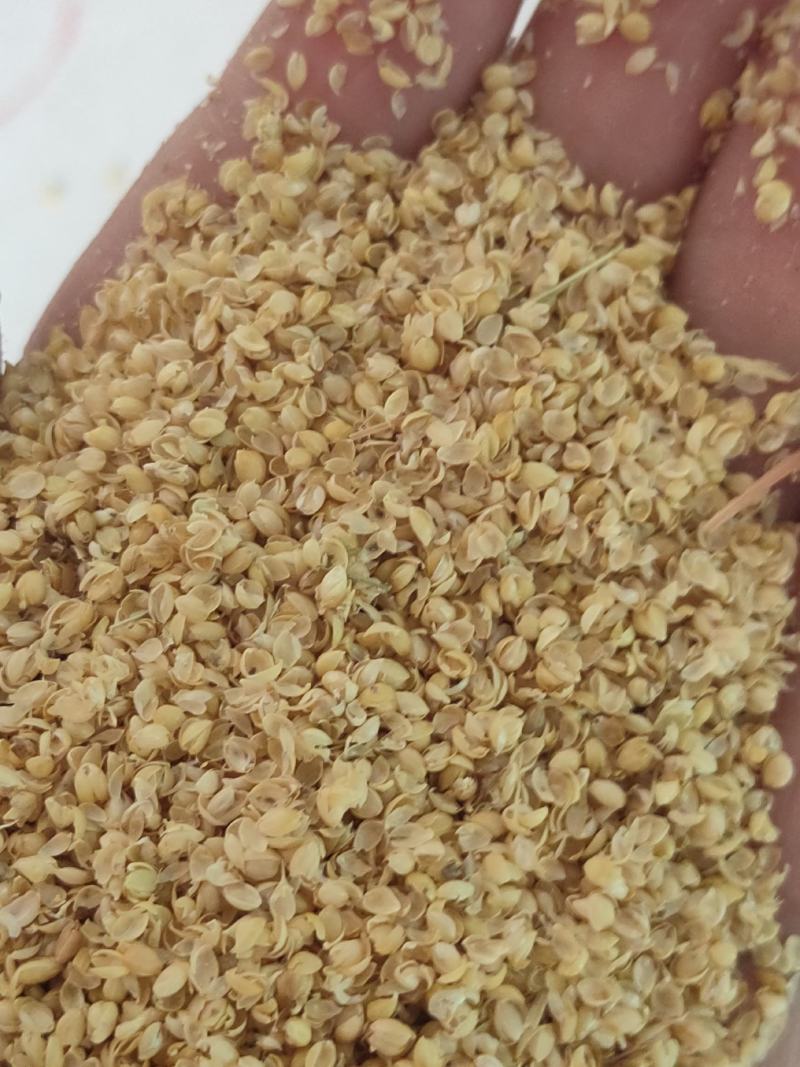 （精选好货）小米壳，谷壳猪牛羊养殖必备好料，货真价实！