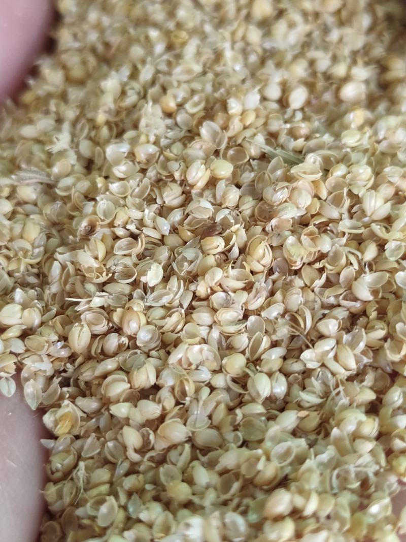（精选好货）小米壳，谷壳猪牛羊养殖必备好料，货真价实！