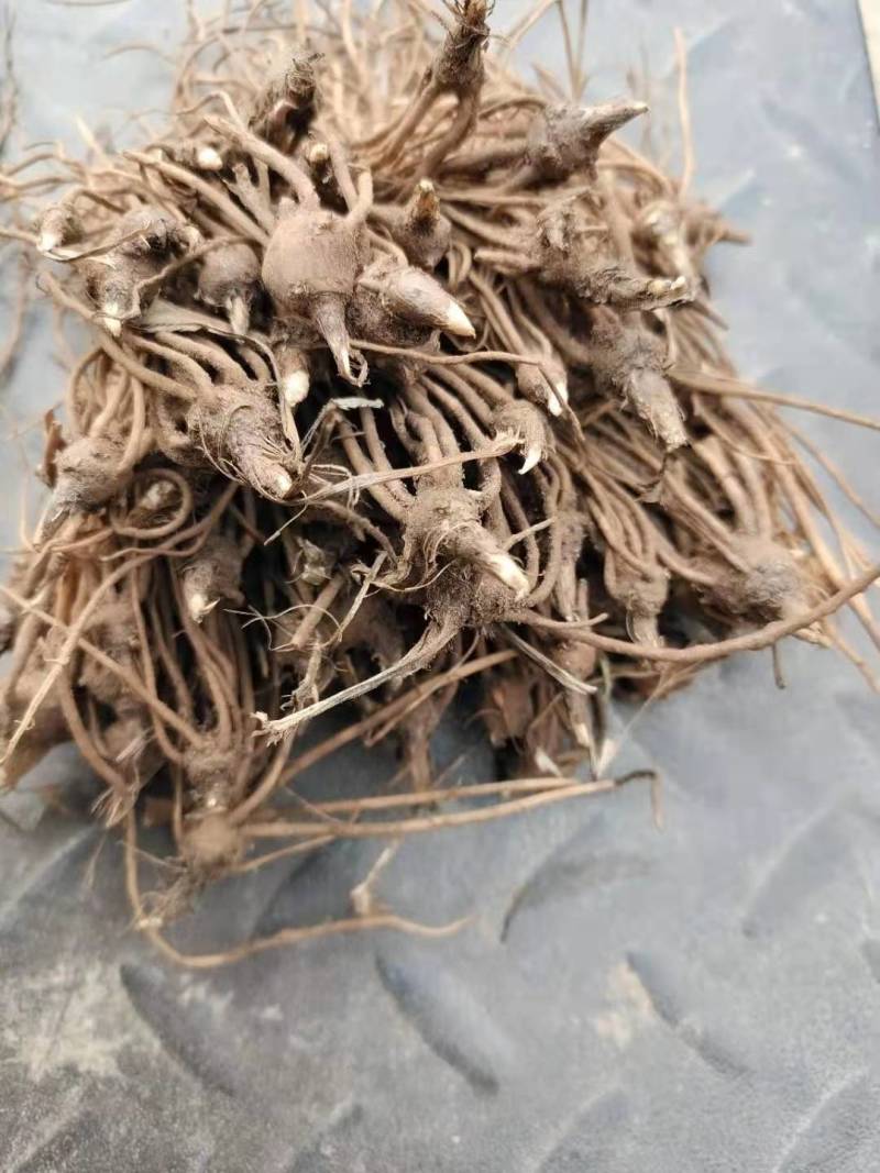 苍术种苗