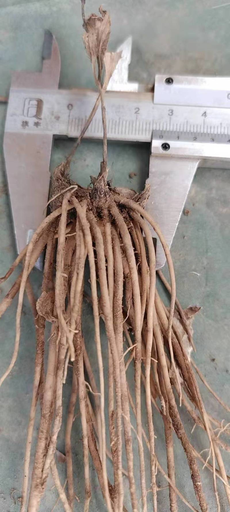 苍术种苗