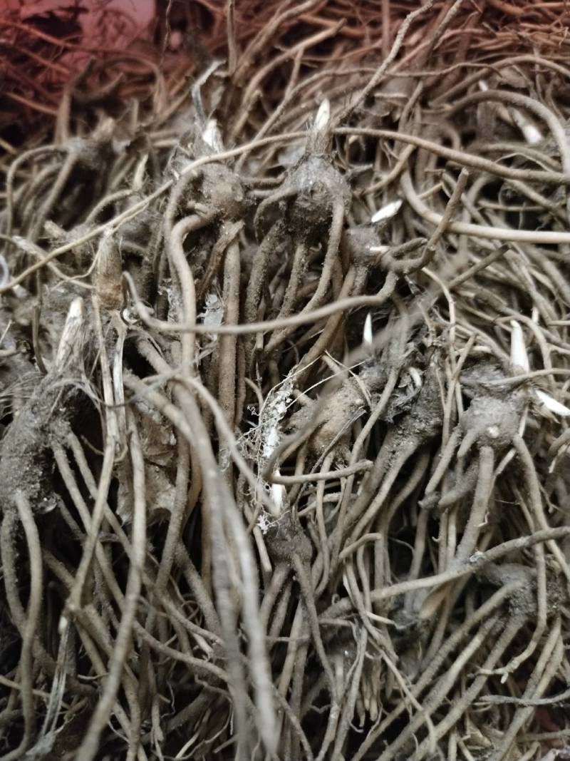 苍术种苗