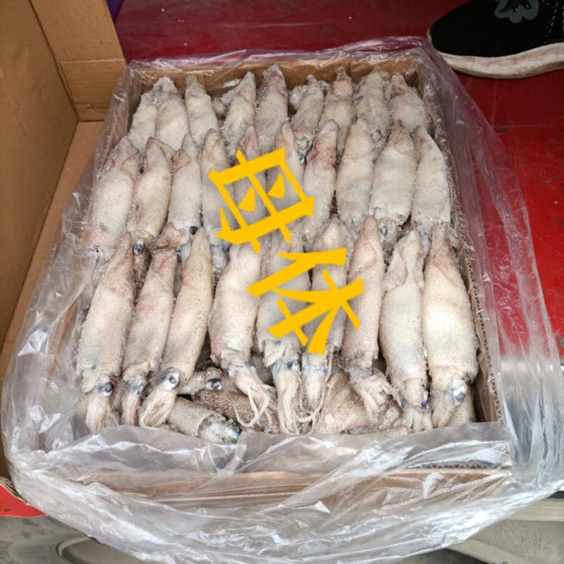 工厂直销干冰笔管鱼公体母体通货原料