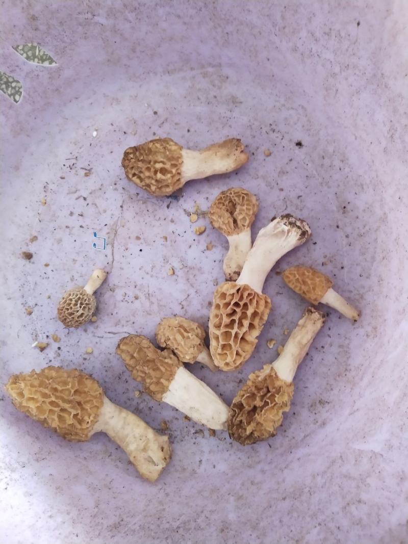 新货天然野生羊肚菌羊肚蘑菇