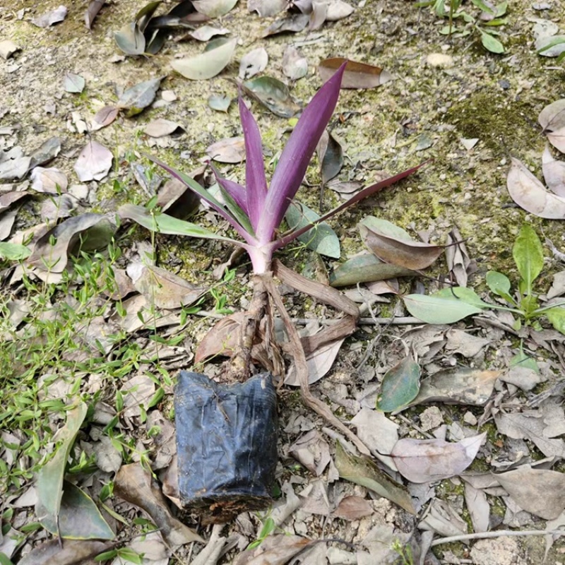 小畔兰，百亩基地自产自销
