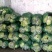 湖南扁包菜，甘蓝，奥奇娜，大量上市基地直供无中间商