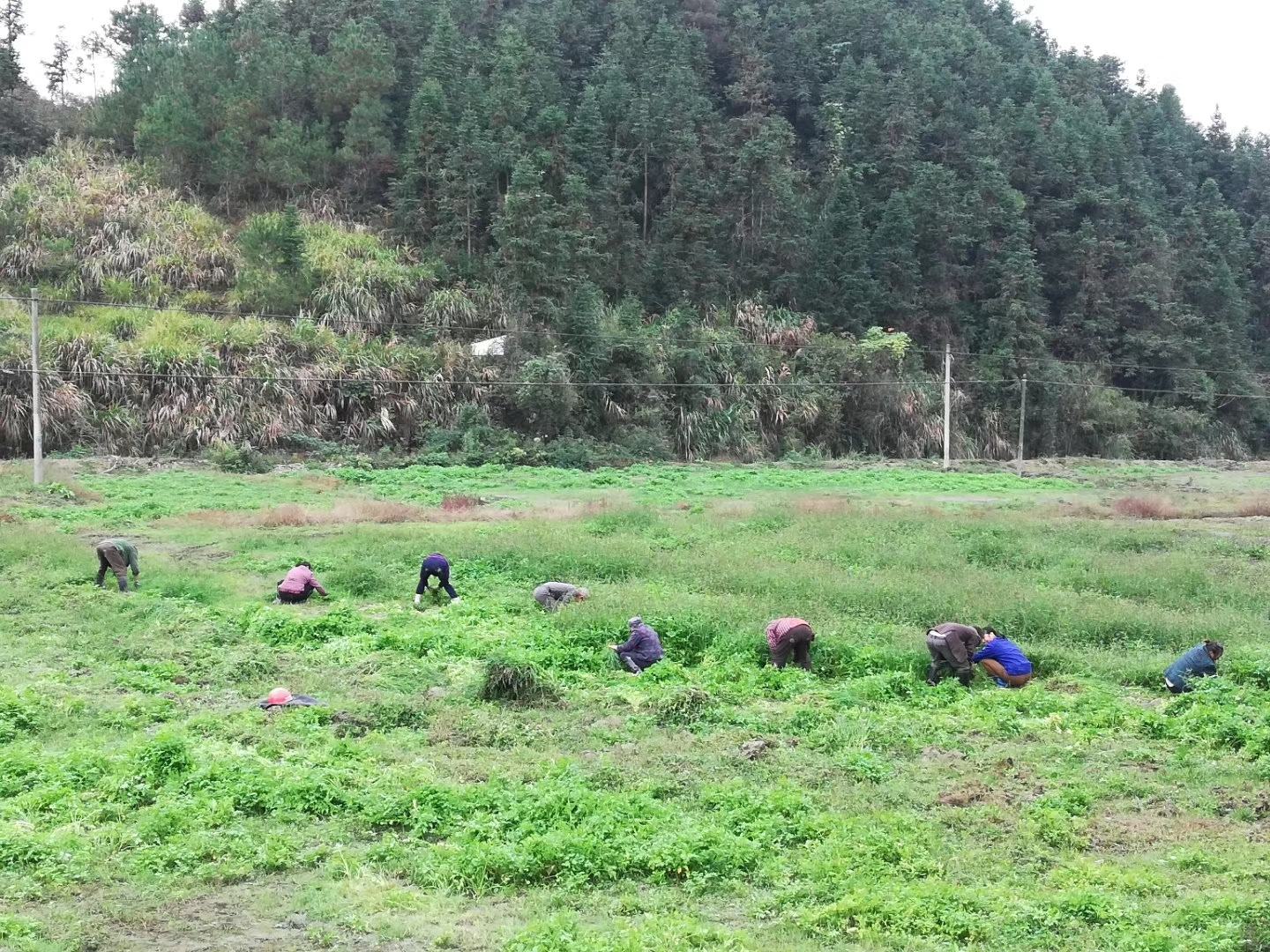 跋山芹菜的采摘过程