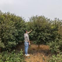 嘉宝果苗树葡萄苗沙巴嘉宝果自有基地货足随时可发