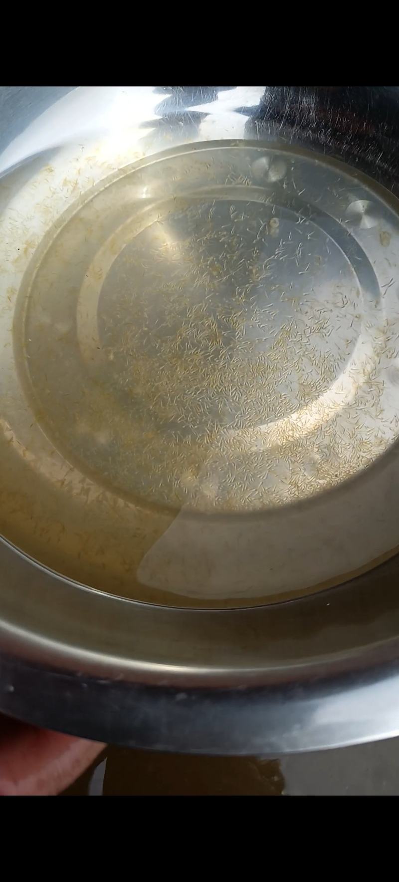 长江一号草鱼水花，广东草鱼苗（四大家鱼水花）