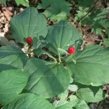 优质高产量重楼种苗。重楼为百合科植物。别名，七叶一枝花！
