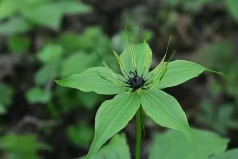 优质高产量重楼种苗。重楼为百合科植物。别名，七叶一枝花！