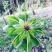 优质高产量重楼种苗。重楼为百合科植物。别名，七叶一枝花！