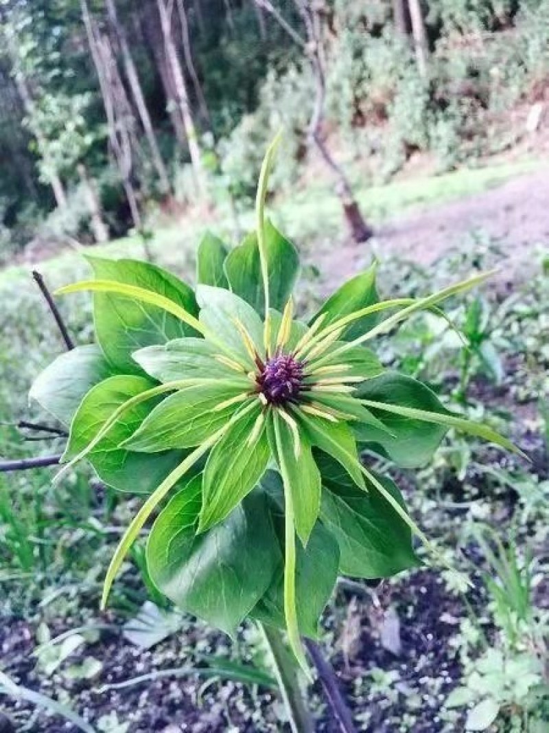 优质高产量重楼种苗。重楼为百合科植物。别名，七叶一枝花！