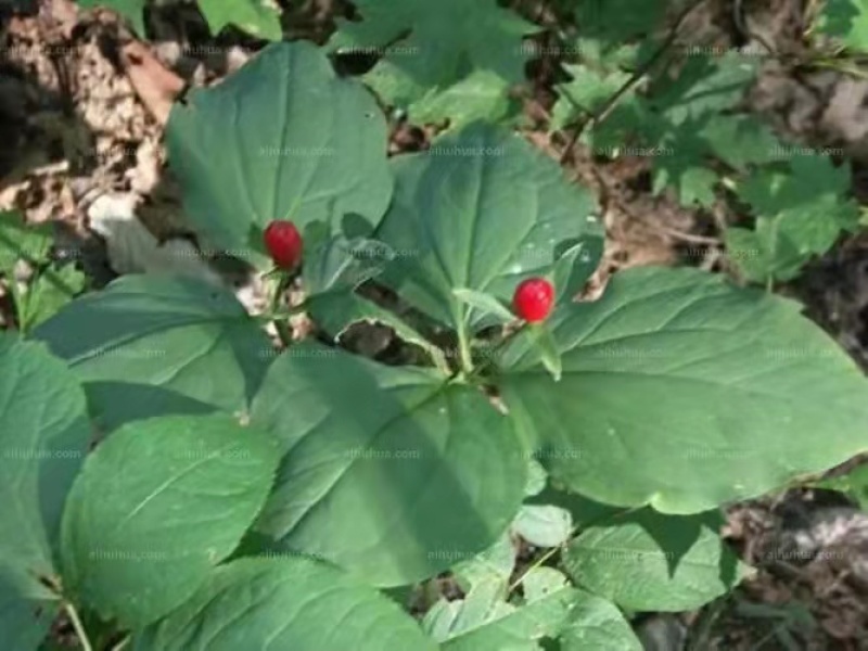 优质高产量重楼种苗。重楼为百合科植物。别名，七叶一枝花！