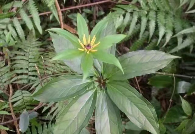优质高产量重楼种苗。重楼为百合科植物。别名，七叶一枝花！