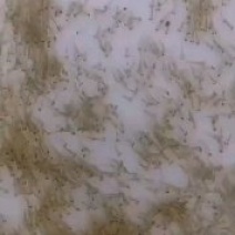 饵料鱼水花（土鲮水花白莲水花，麦鲮水花）苗场直销全国发货
