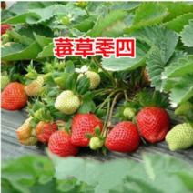 四季草莓苗果大口感好抗寒能力强草莓苗