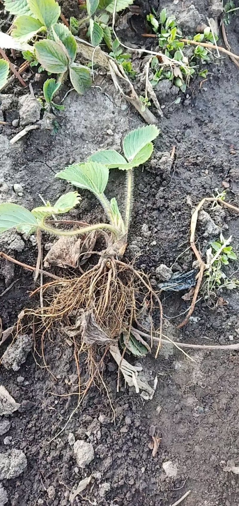 四季草莓苗果大口感好抗寒能力强草莓苗