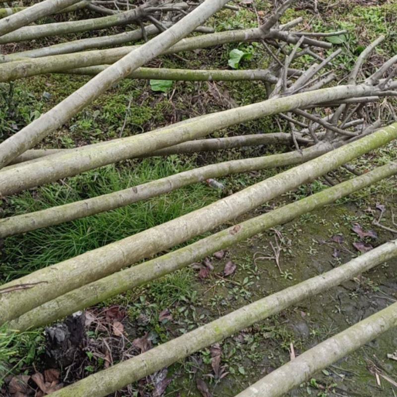 西湖海棠自家种植郫都西湖海棠条形好，执2000苗