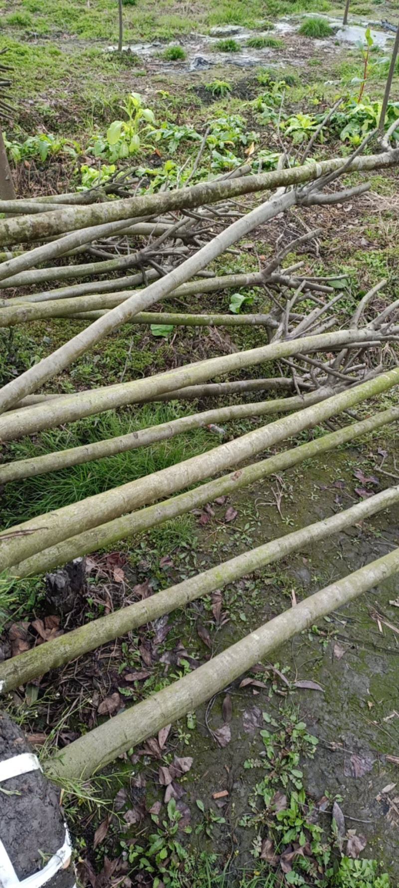 西湖海棠自家种植郫都西湖海棠条形好，执2000苗