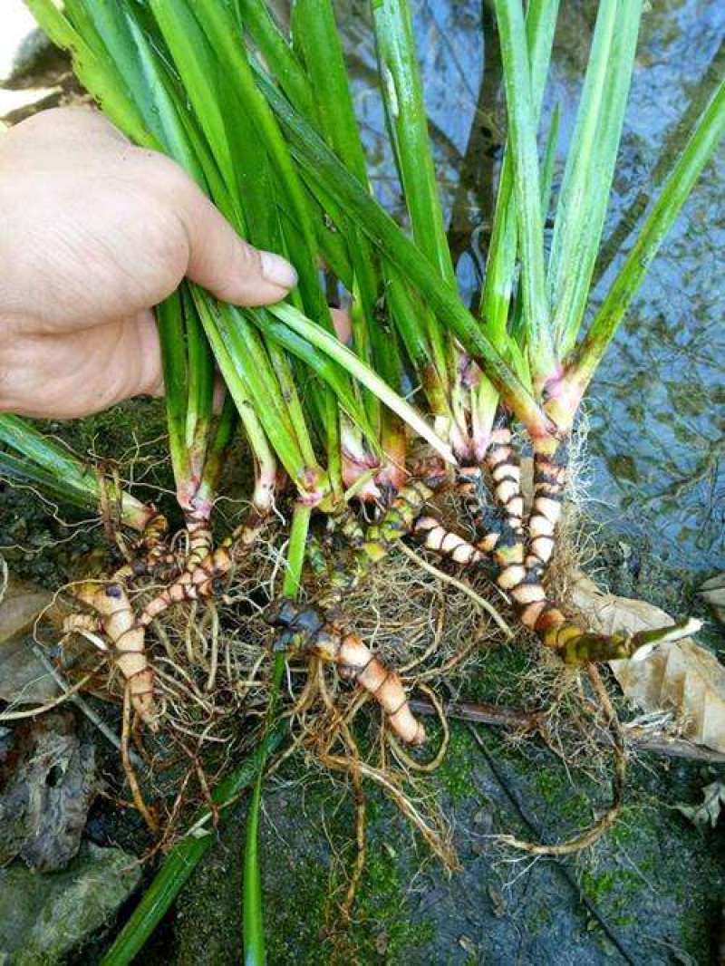 石菖蒲苗石菖蒲属天南星科、菖蒲属禾草状多年生草本植物