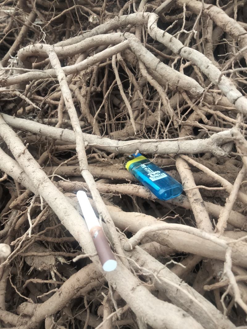 鲜牡丹根开挖了，有需要的客户看过了