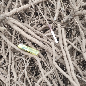 鲜牡丹根开挖了，有需要的客户看过了