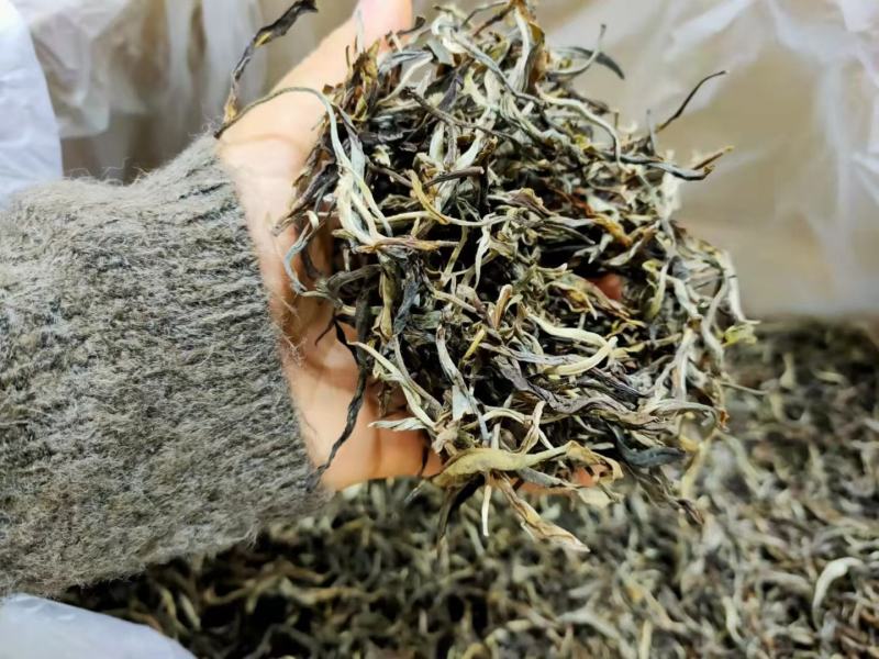 布朗山吉良2021年曼囡古树春茶纯料滋味厚重回甘山野气韵