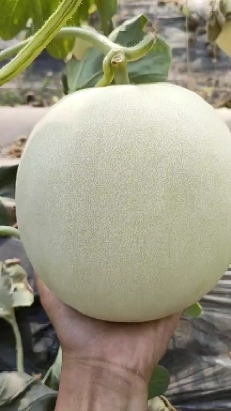 玉菇甜瓜苗，冰淇淋甜瓜苗，大果正圆形玉菇苗，技术指导