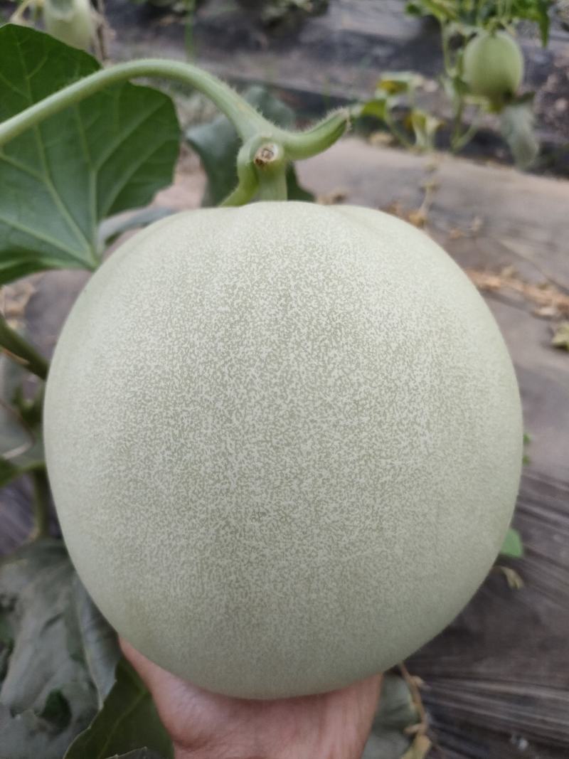 玉菇甜瓜苗，冰淇淋甜瓜苗，大果正圆形玉菇苗，技术指导