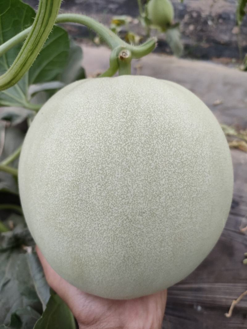 玉菇甜瓜苗，冰淇淋甜瓜苗，大果正圆形玉菇苗，技术指导