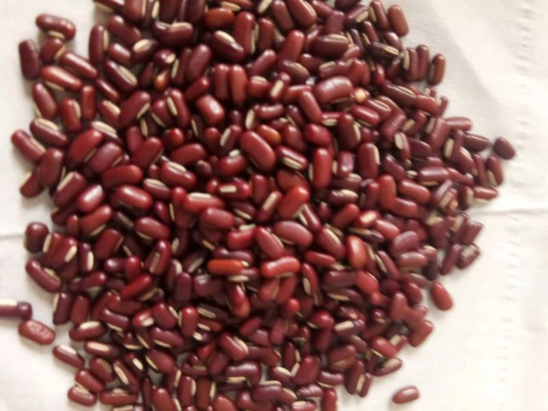 进口净粮赤小豆，小包装，25公斤包，是食品加工好原料