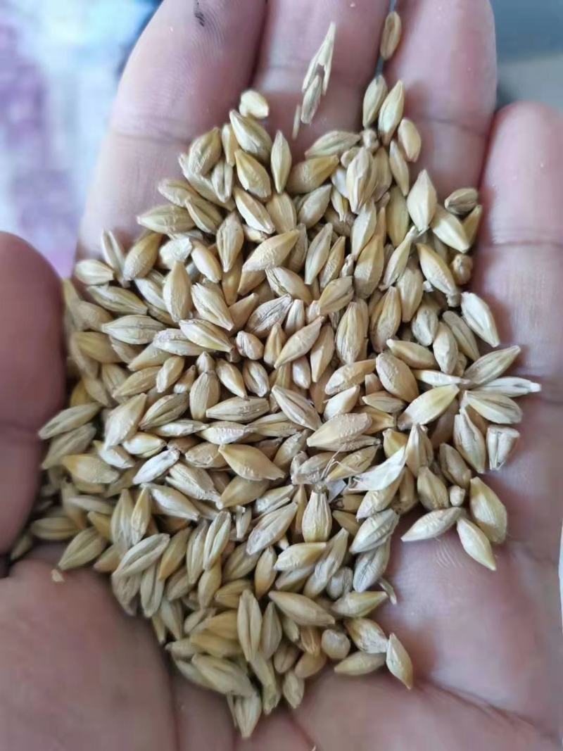 大麦漏，俄麦，乌麦，法麦过风过筛净粮，无霉变，适合牛羊等