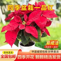 一品红盆栽四季好养客厅阳台办公室观赏植物中国红花卉美观绿