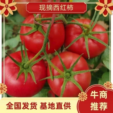 【精品】山东硬粉,超市和各大市场!实力代收