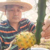 黄龙果苗，麒麟果苗，枝条苗燕窝果苗燕窝火龙果苗