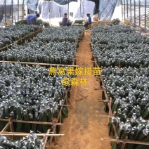 火龙果现场嫁接全包，燕窝火龙果嫁接，燕窝火龙果厄瓜多尔