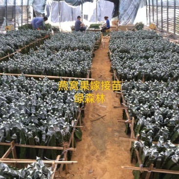火龙果现场嫁接全包，燕窝火龙果嫁接，燕窝火龙果厄瓜多尔