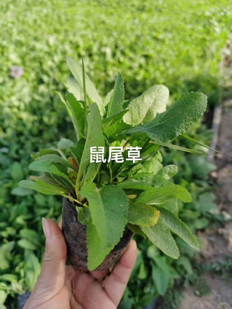 蓝花鼠尾草营养杯裸根