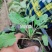 蓝花鼠尾草营养杯裸根