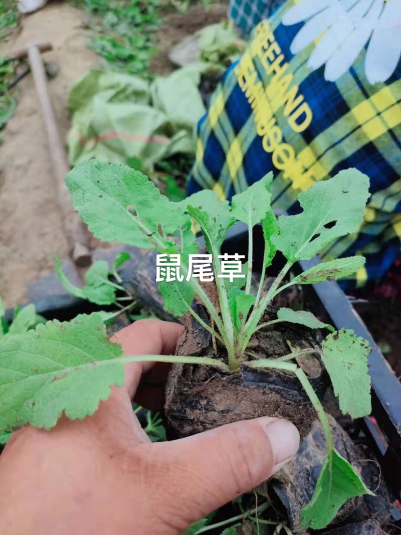 蓝花鼠尾草营养杯裸根