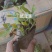 蓝花鼠尾草营养杯裸根