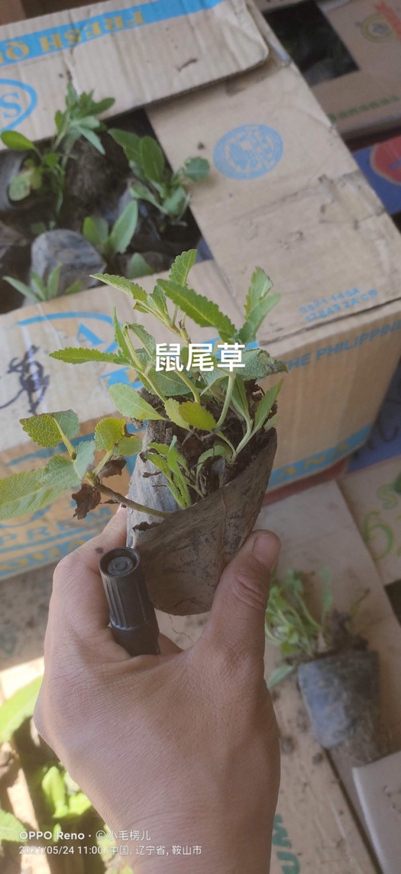 蓝花鼠尾草营养杯裸根
