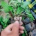 蓝花鼠尾草营养杯裸根