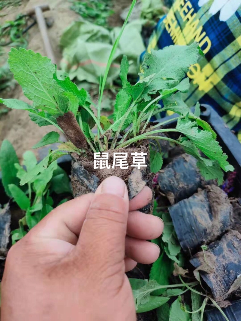 蓝花鼠尾草营养杯裸根