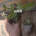 蓝花鼠尾草营养杯裸根